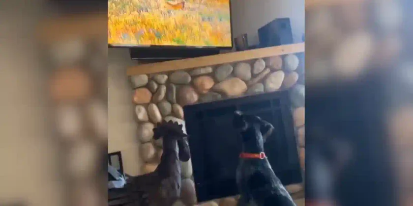Chien en manque de chasse