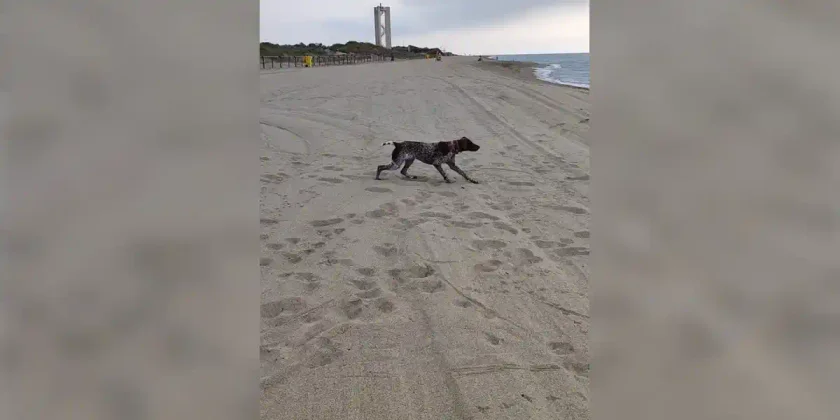 chien sur la plage