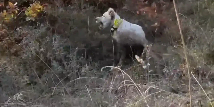 chien vs bécasse
