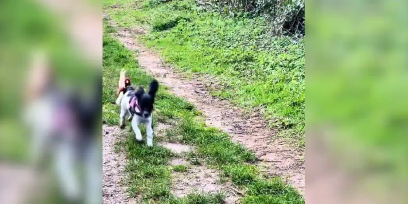 chien vs coq faisan