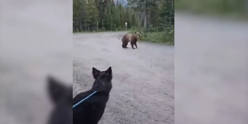 chien vs ours