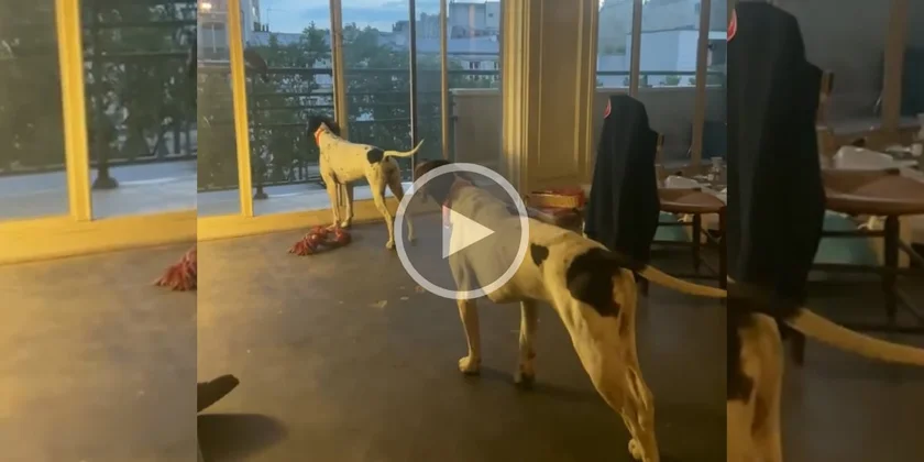 [Vidéo] Deux chiens à l’arrêt sur un pigeon dans un appartement