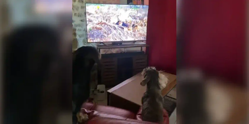 chiens teletravail