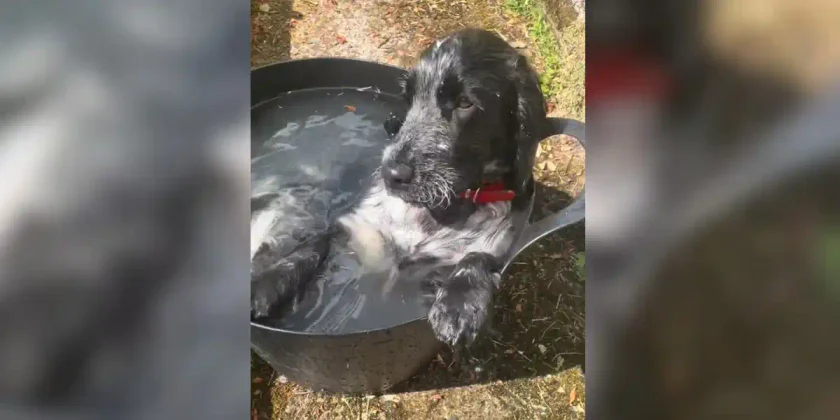 [Vidéo] Un cocker profite d’une bassine d’eau fraîche pendant la canicule