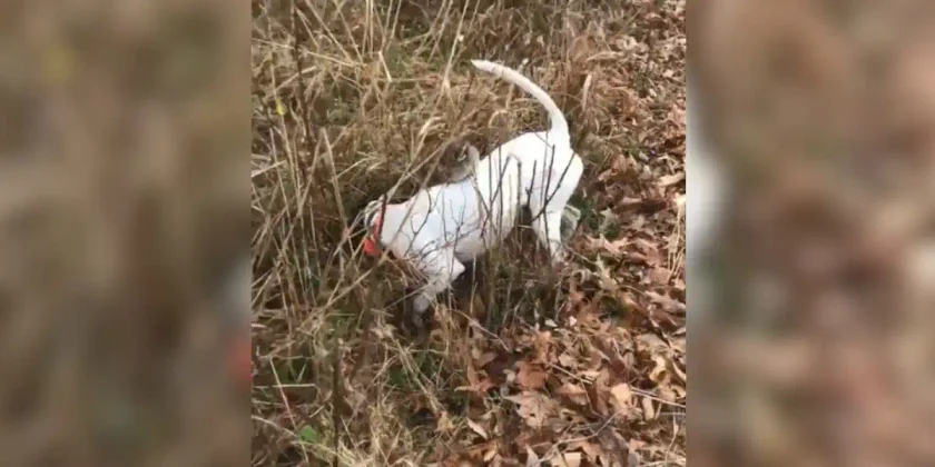 colin de virginie sur un chien