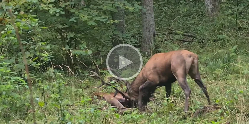 [Vidéo] Combat à mort entre deux cerfs, un homme filme l’action à quelques mètres