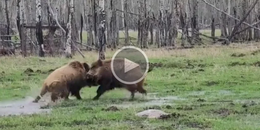 [Vidéo] Un combat acharné entre deux sangliers rivaux