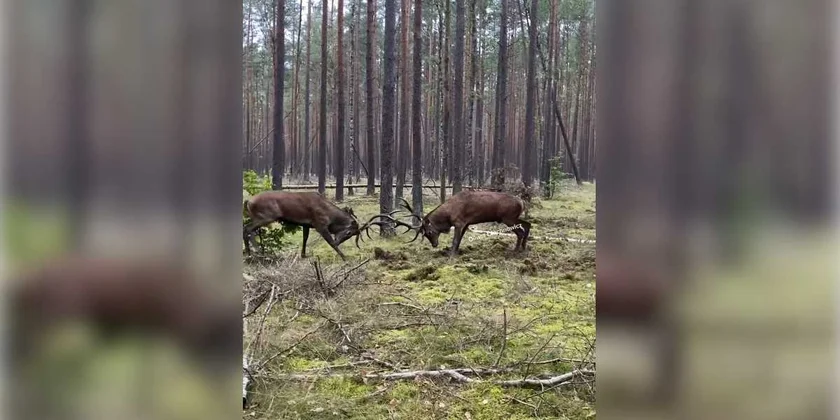 combat épique entre deux grands cerfs