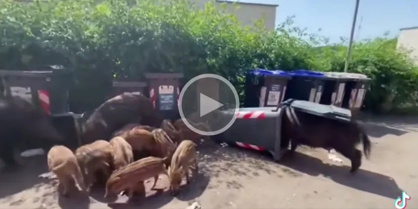 [Vidéo] Une compagnie de sangliers ravage des poubelles en pleine ville