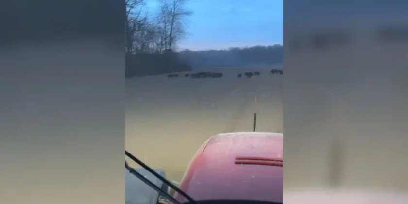 compagnie de sangliers devant le pulvérisateur