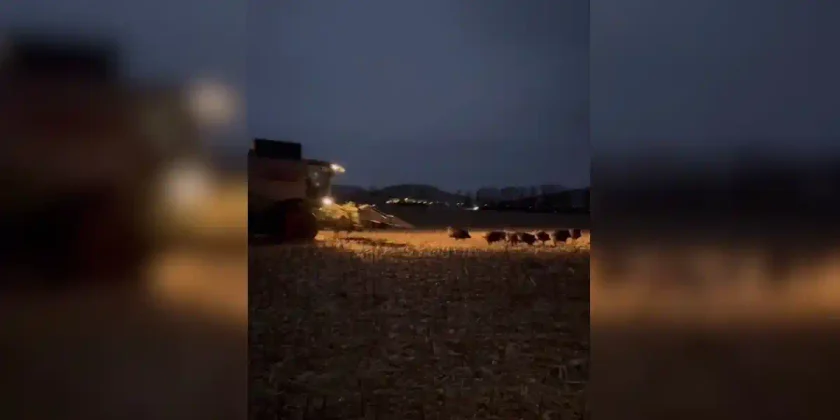 compagnie-de-sangliers-devant-une-moissonneuse
