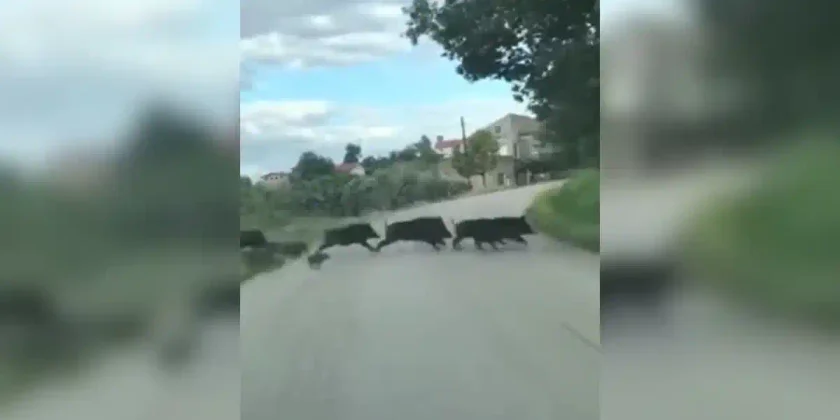 compagnie de sangliers qui traverse