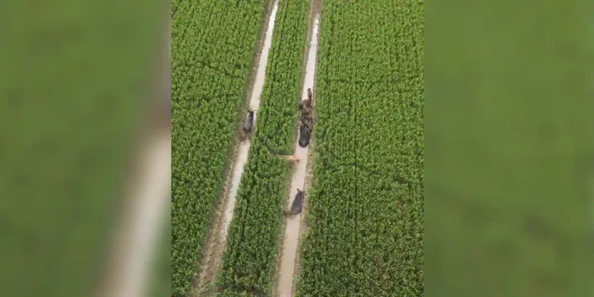 compagnie de sangliers vue de drone