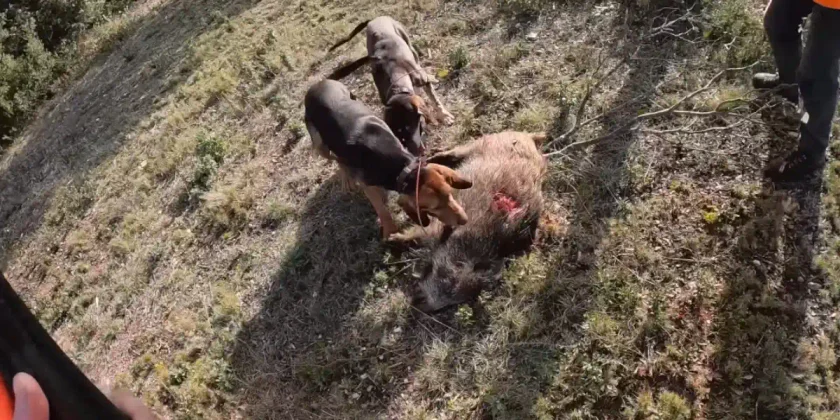 compil chasse sangliers Gard