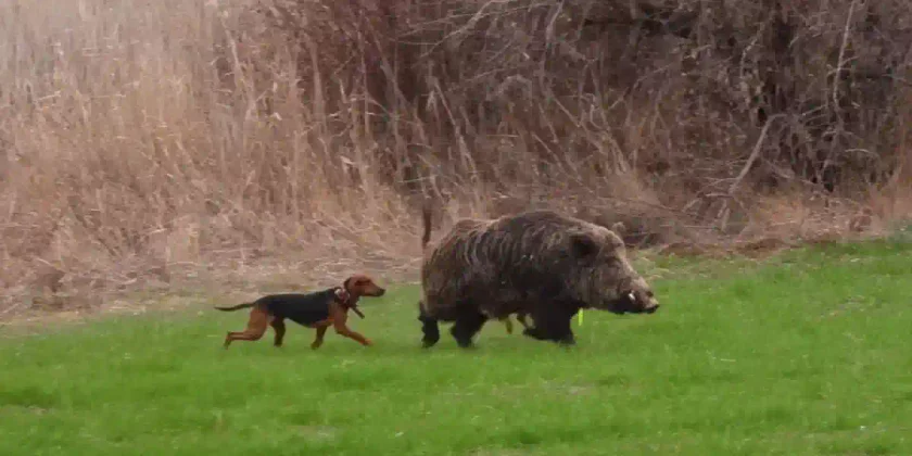 compilation chasse Attila