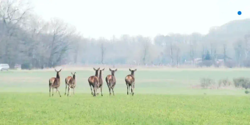 comptage des cervidés en Eure-et-Loir