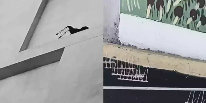 corvidés enlèvent les pics anti-pigeons