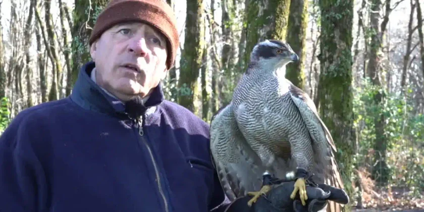 [Vidéo] « Des ailes dans la lande » : focus sur l’Autour des palombes à la chasse