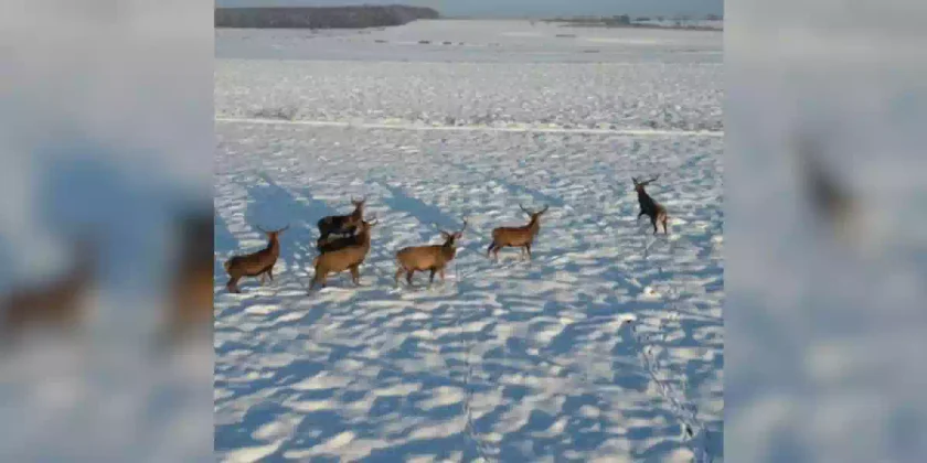 des-cerfs-suivisdes cerfs suivis par un drone-par-un-drone-compressed
