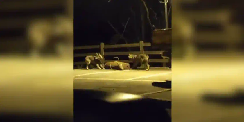 des loups dévorent un cerf en pleine ville