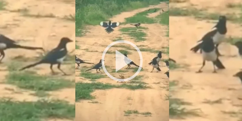 [Vidéo] Une armée de pies s’attaque à un levreau
