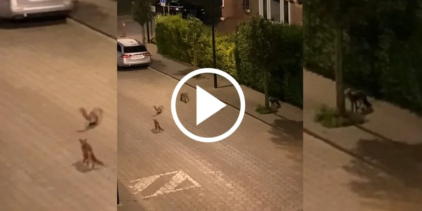 [Vidéo] Des renards règlent leurs comptes en pleine rue