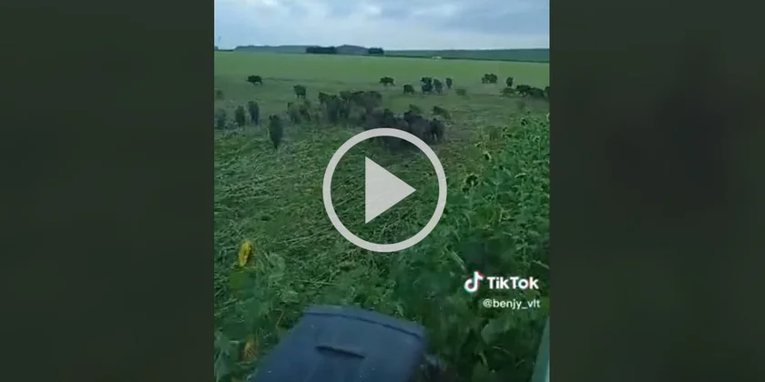 [Vidéo] Un nombre de sangliers impressionnant qui prennent la fuite juste devant un tracteur
