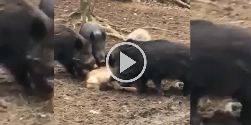 [Vidéo] La voracité des sangliers en images : ils dévorent littéralement un cervidé
