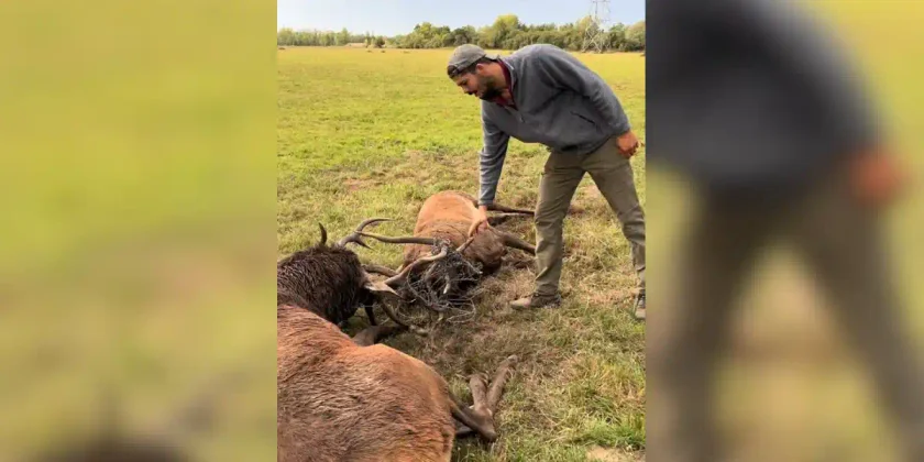 deux cerfs morts brame