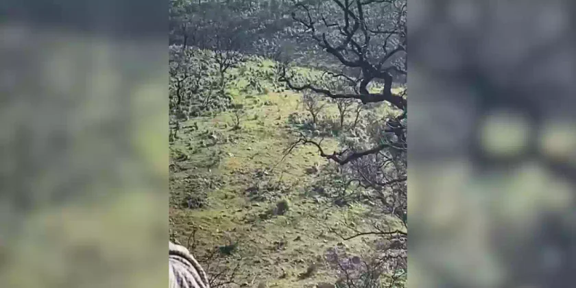 deux cervidés d'une seule balle