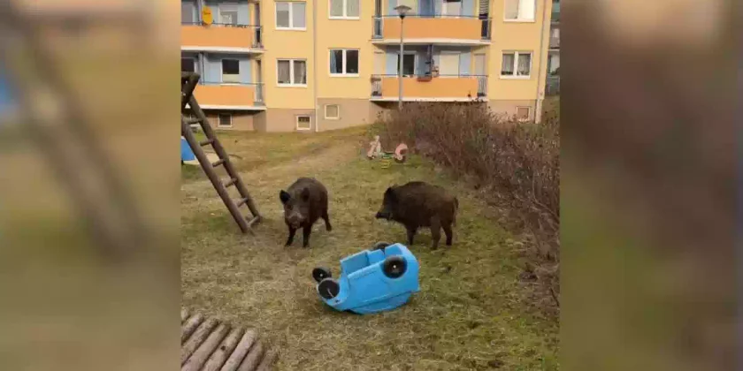 deux sangliers au jardin d'enfants