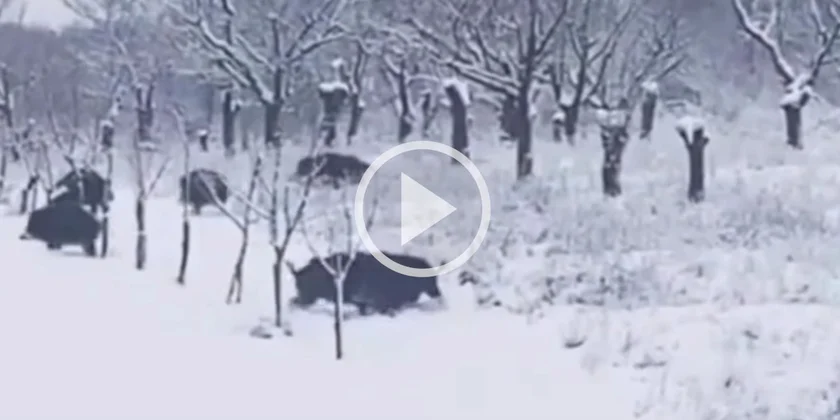 [Vidéo] Deux gros sangliers s’affrontent dans un verger enneigé