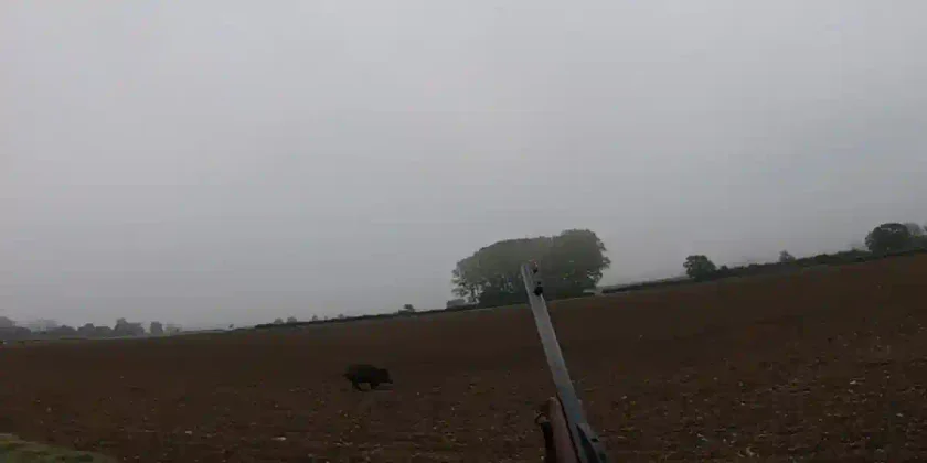 Doublé de sangliers en deux temps
