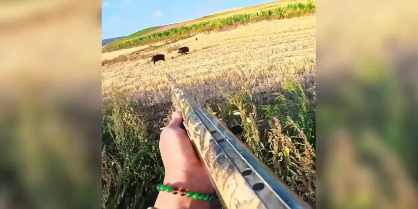 doublé sangliers semi-automatique