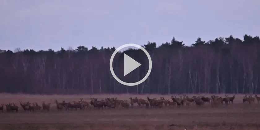 [Vidéo] Une énorme harde de cervidés observée lors d’un rassemblement matinal