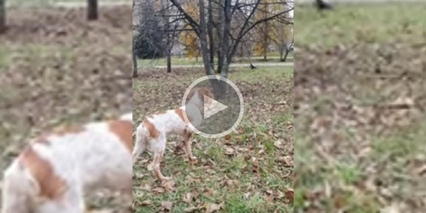 [Vidéo] Quand ton chien se met sans cesse à l’arrêt pendant la balade