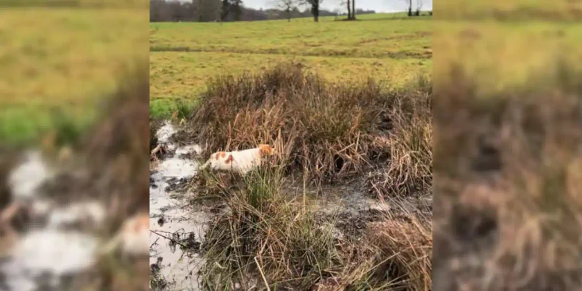 epagneul vs becassine