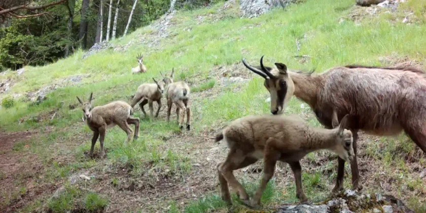 famille-chamois