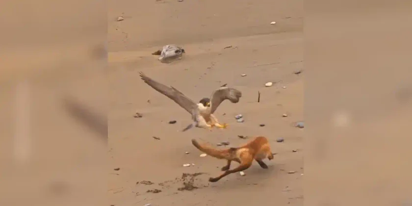 faucon-pelerin-vs-renard