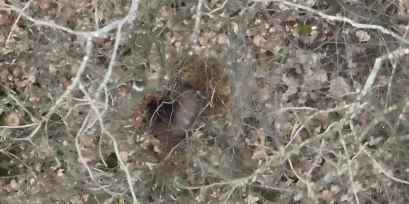fouine dans un arbre