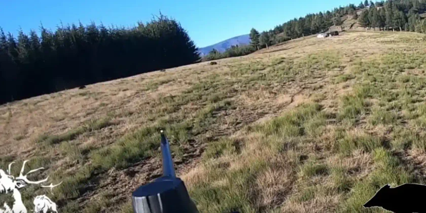 grand gibier dans les cévennes