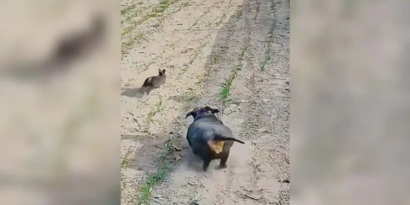 gros chien vs lapin