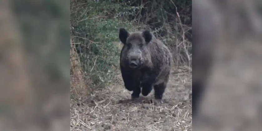 gros sanglier