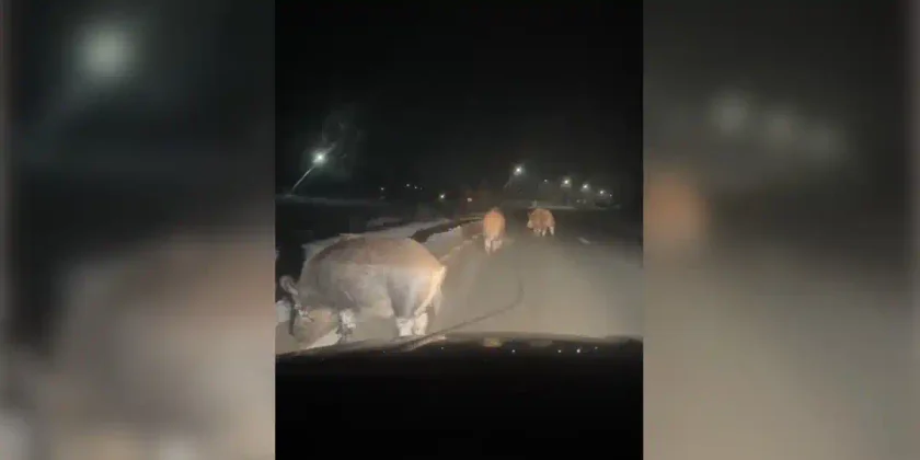 gros sangliers sur la route