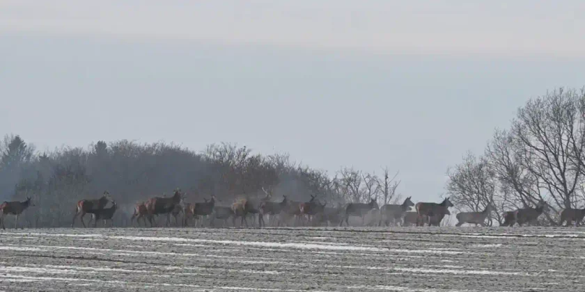 harde cervides dans la neige