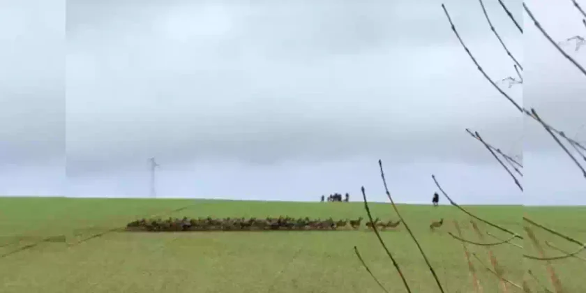 harde de cervidés dans l'Aisne