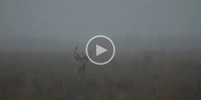 [Vidéo] Les images magiques d’une harde dans la brume du matin