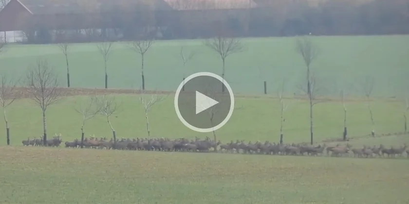 [Vidéo] Une harde de cervidés impressionnante filmée dans l’Aisne