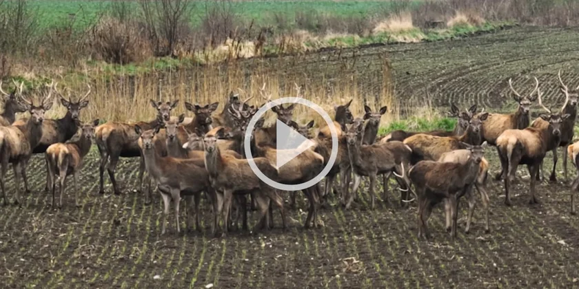 [Vidéo] Une splendide harde de cervidés filmée par un drone en haute définition