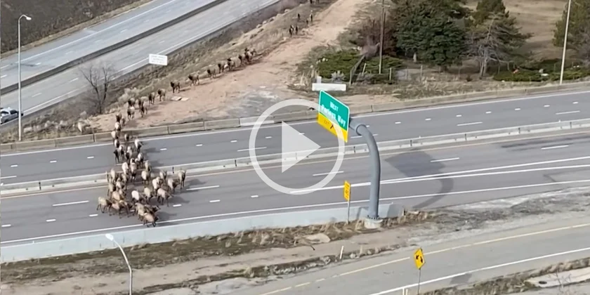 [Vidéo] Une autoroute fermée pour laisser traverser une centaine de cervidés